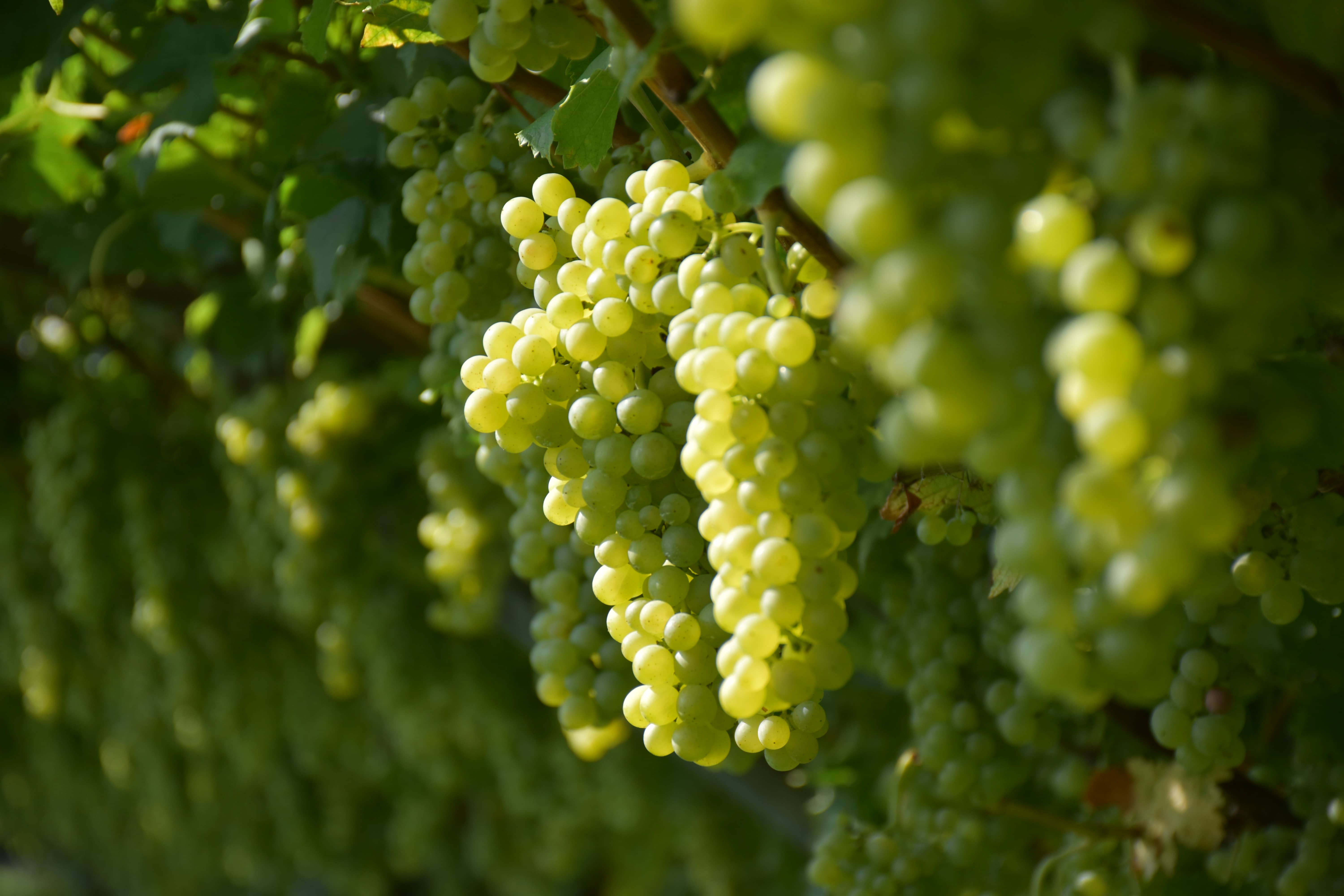 Riesling Maso di Mezzo