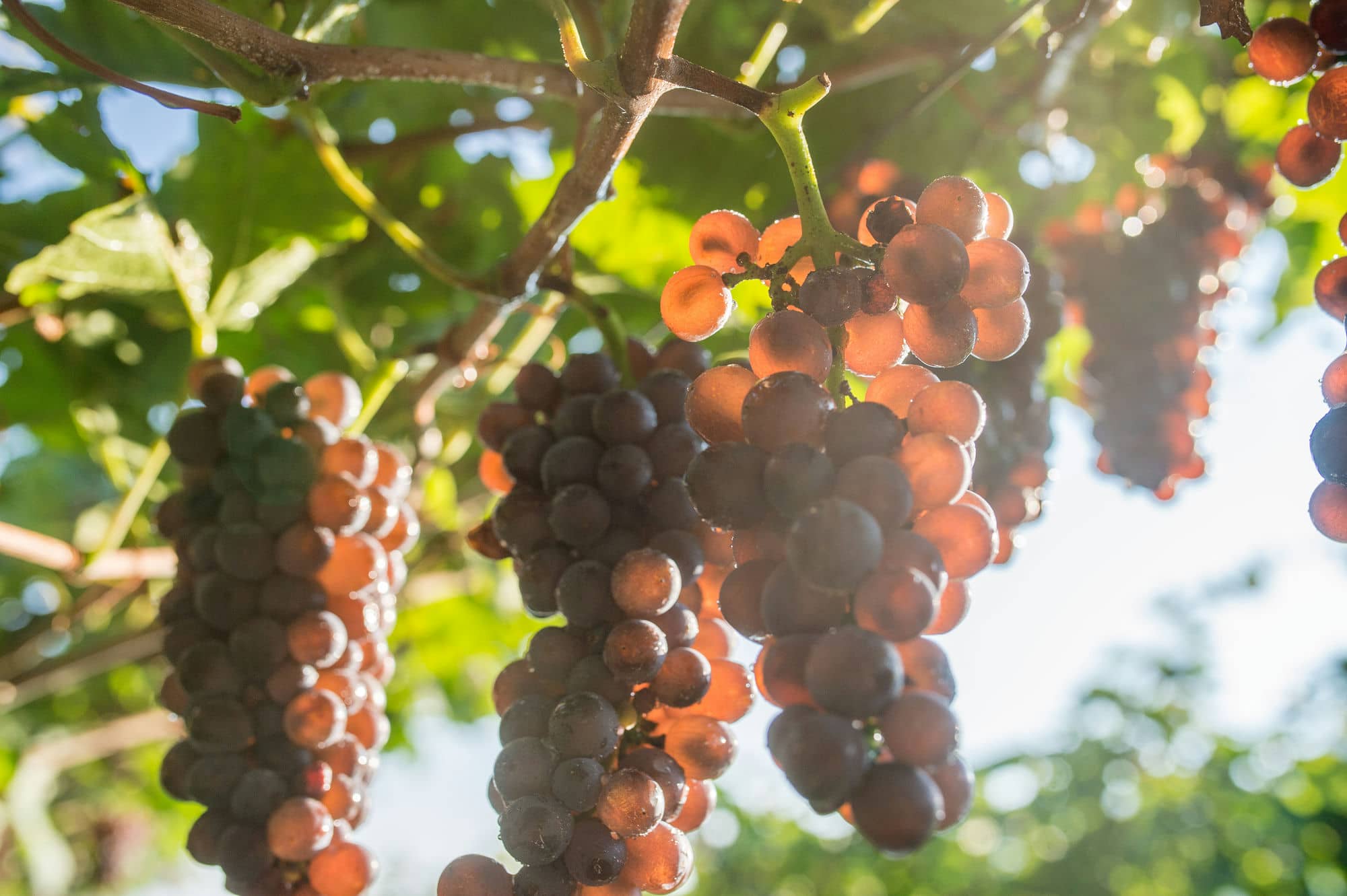 Pinot Grigio Maso di Mezzo
