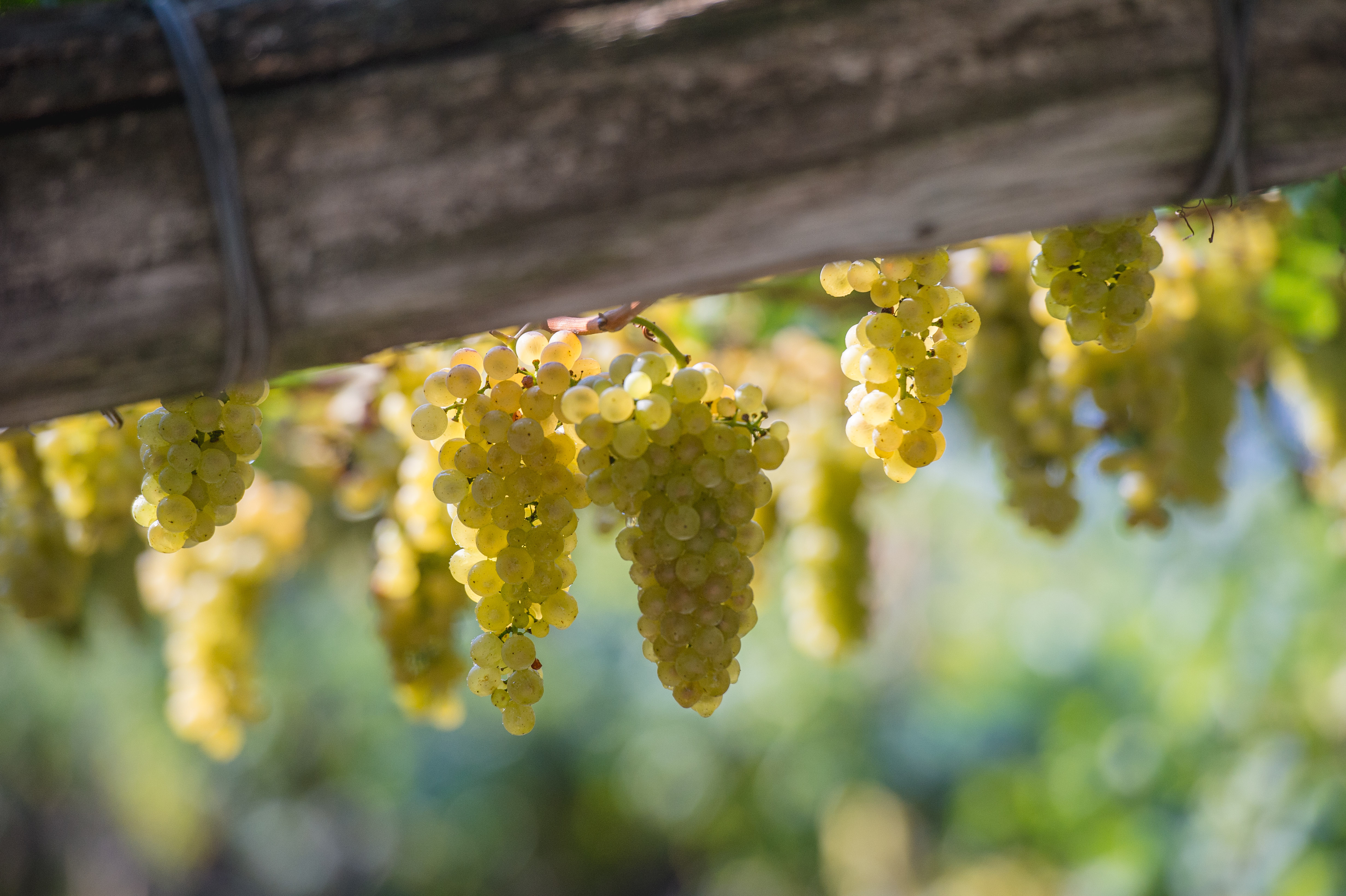 Chardonnay Maso di Mezzo