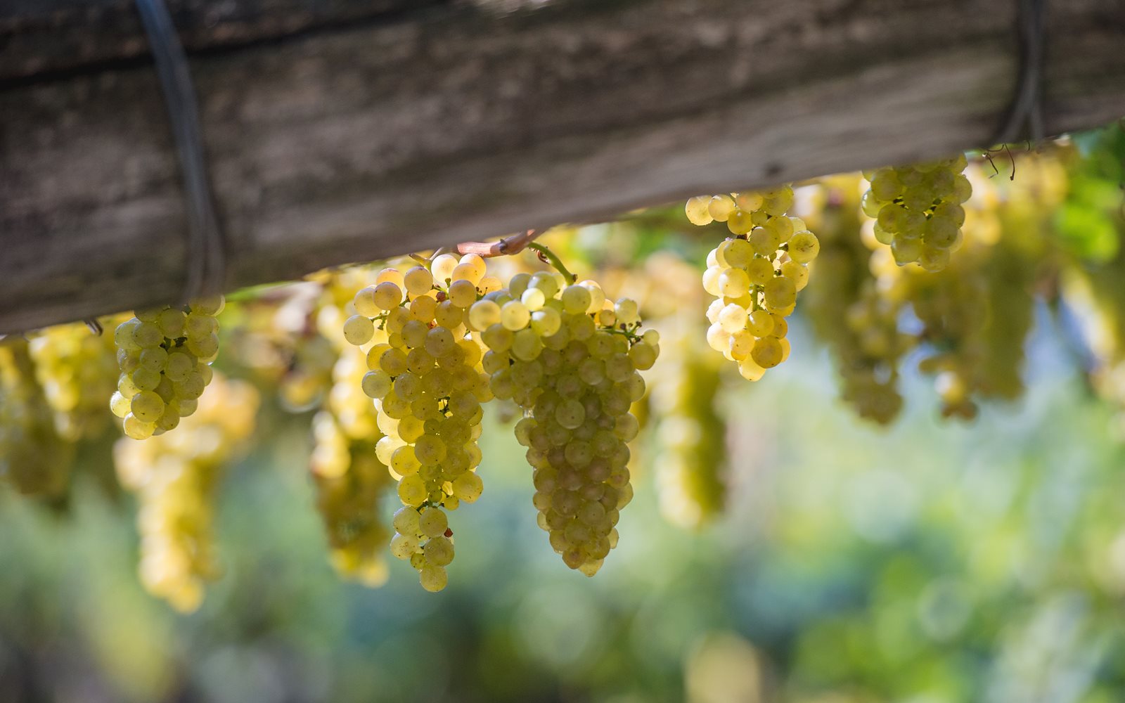 Chardonnay Maso di Mezzo