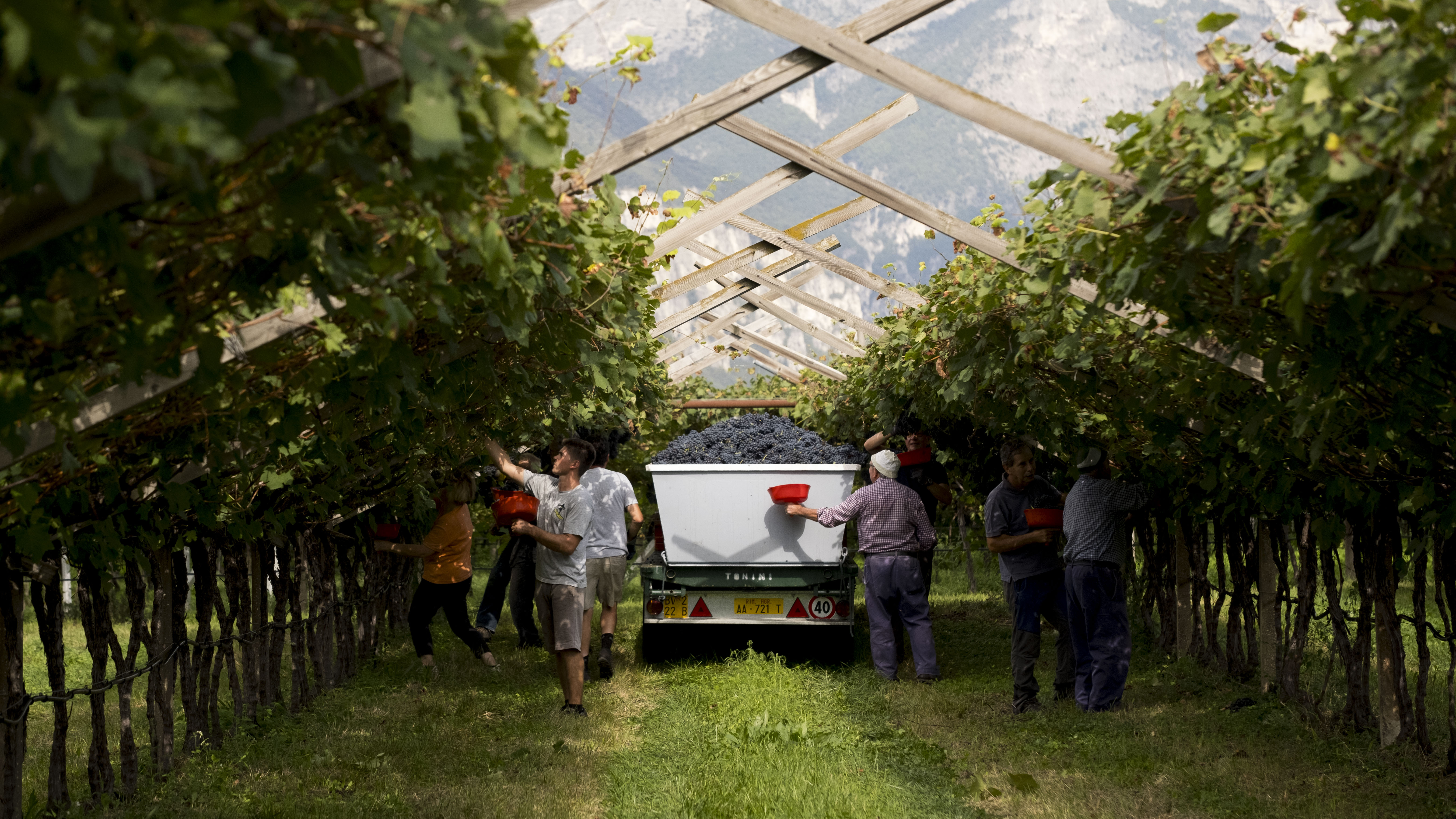 Teroldego Maso di Mezzo