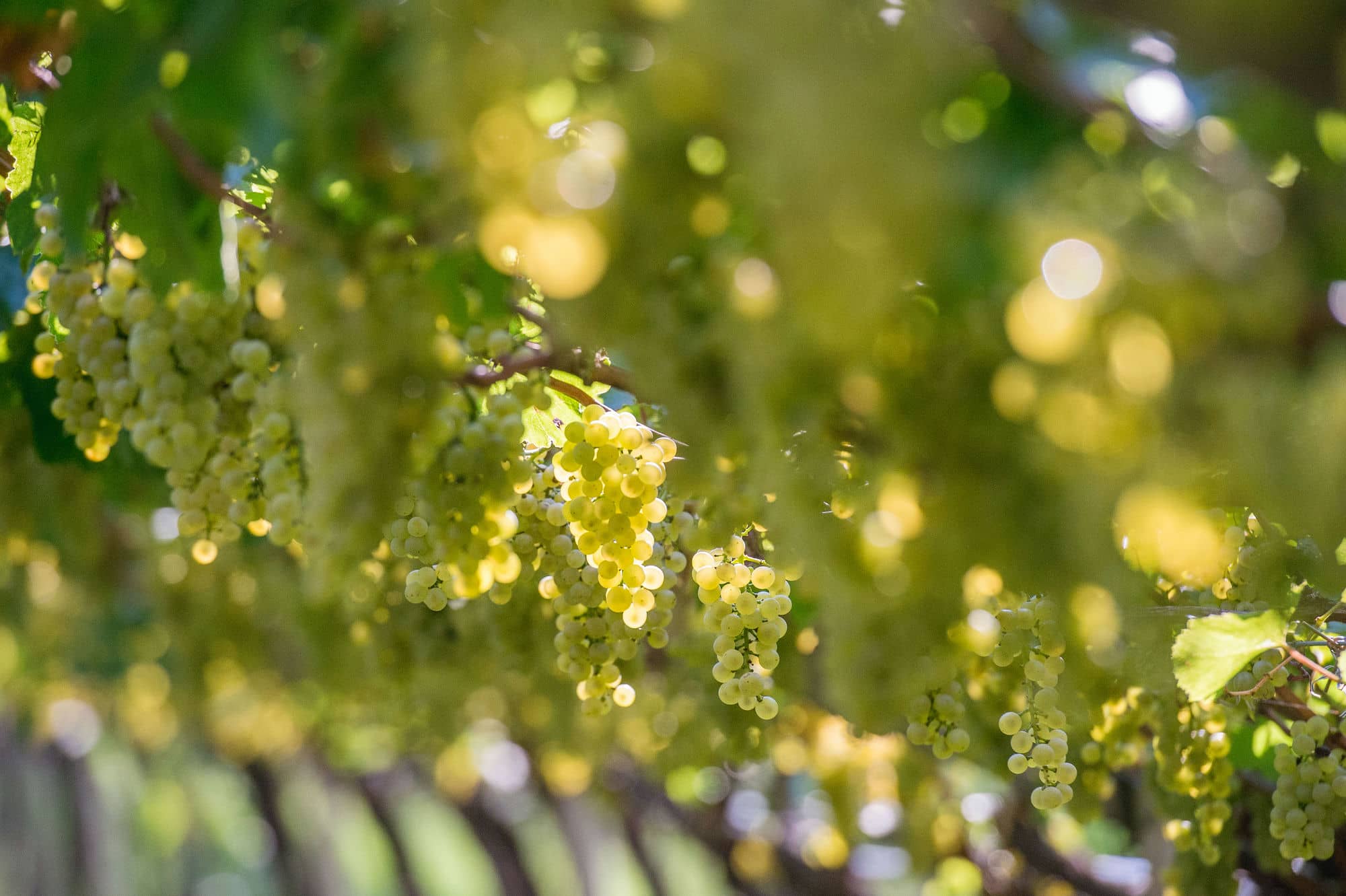 Chardonnay Maso di Mezzo