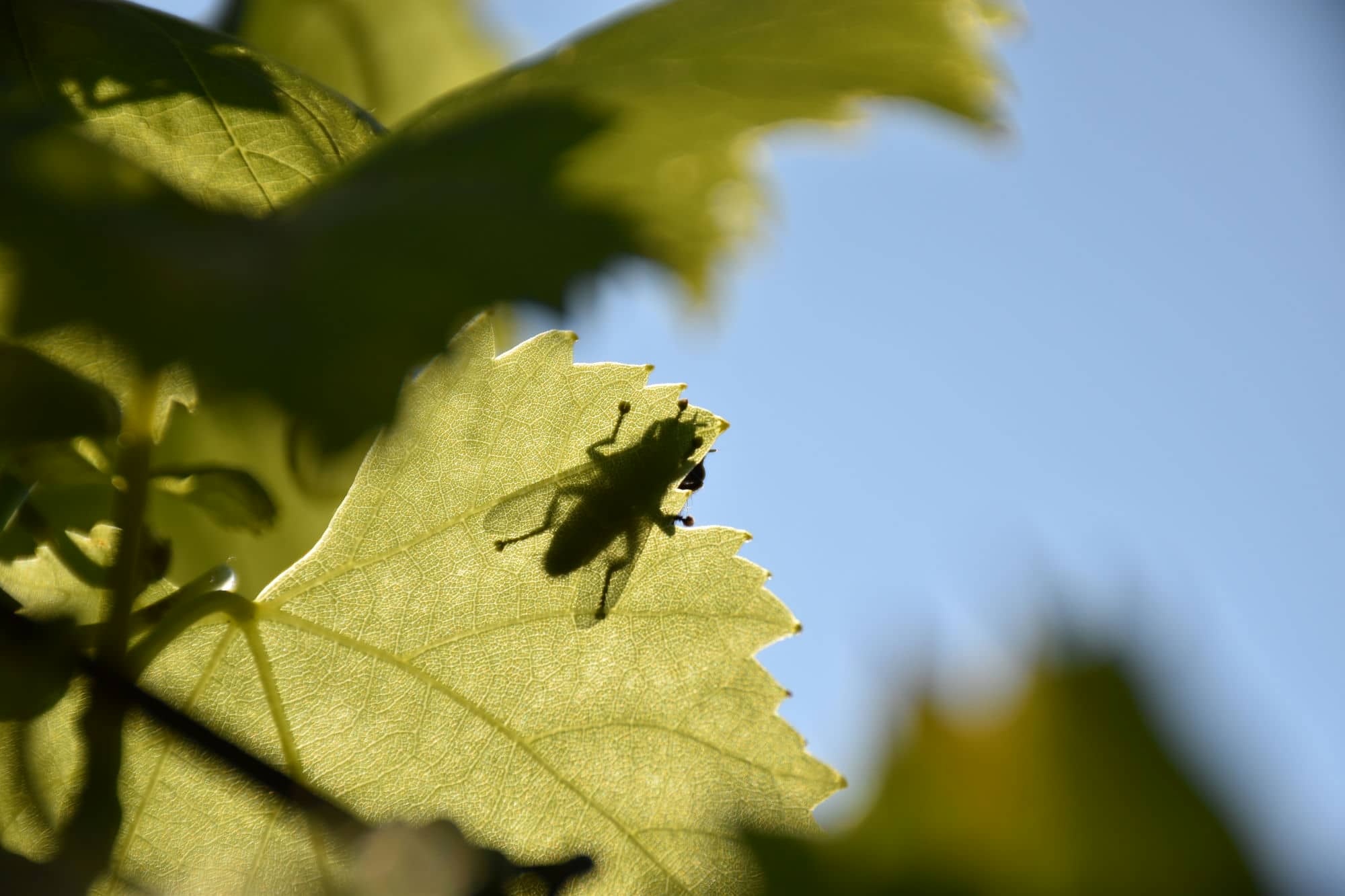 Riesling Maso di Mezzo