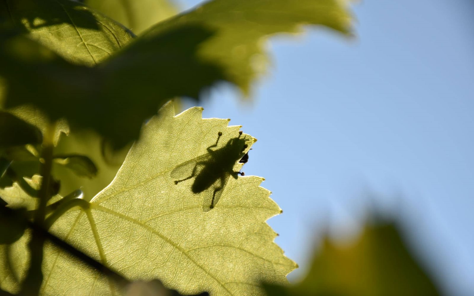 Riesling Maso di Mezzo
