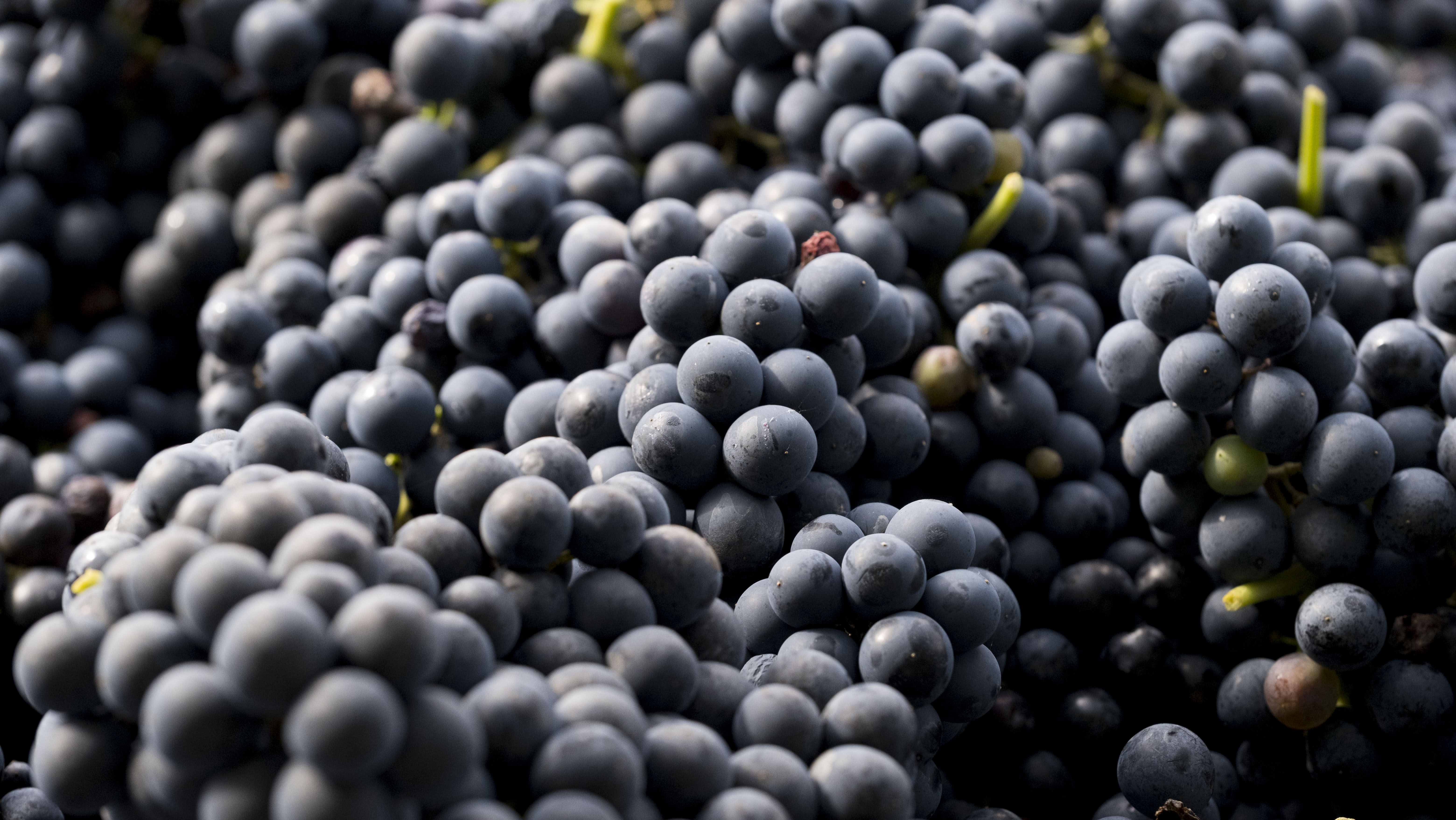 Teroldego Maso di Mezzo