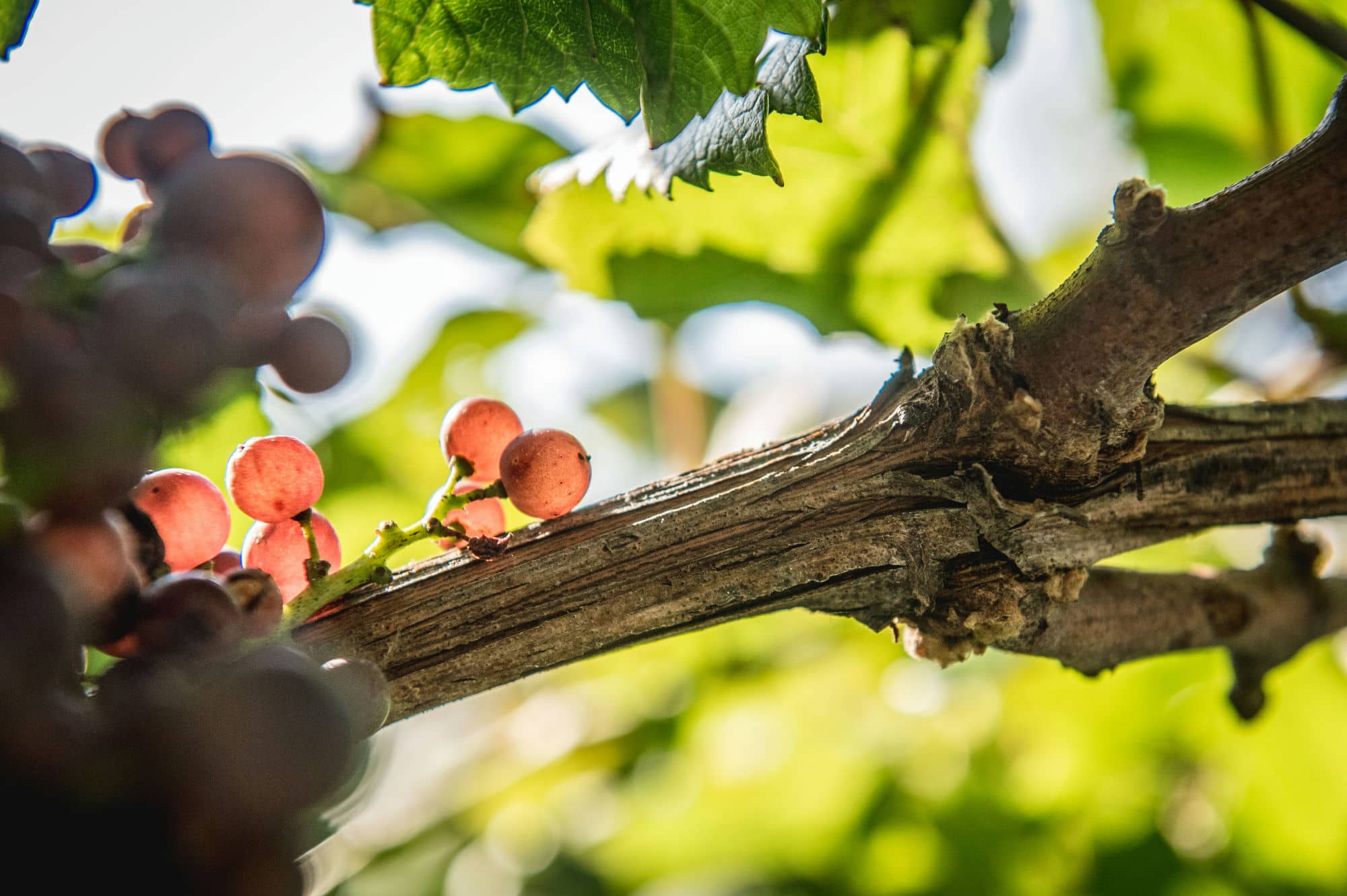Pinot Grigio Maso di Mezzo